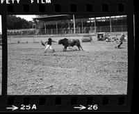 Rodeo clown, Steve Boger, Bull fighting Bull #33