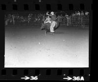 Unidentified Bull rider