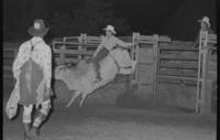 Unidentified rider on unknown Bull