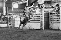 Eddie Rawdon on Bull #98