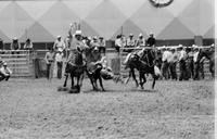 Cotton Young Steer wrestling, 4.3 Sec