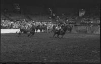 Calvin & Calvin Team roping