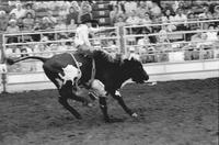 Tony Lewallen Boys Steer riding