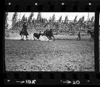 John Corkery Steer wrestling