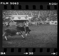 Unidentified Rodeo clown Bull fighting
