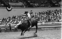 Rick Pendleton on Bull #-T9