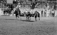 Jack Clayman Steer wrestling