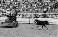 Jesse Marshall Calf roping