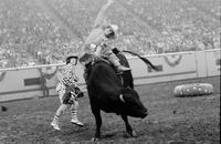 Rob Conaty on Bull #41
