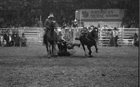 Chip Whitaker Steer wrestling