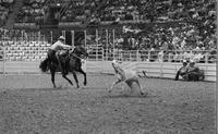 Max Gray Calf roping