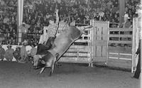 Rusty Grimes on Bull #F2