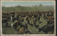 Range steers on Miller bros. 101 Ranch