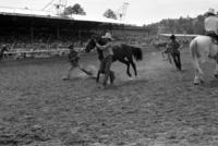 Wild horse racing