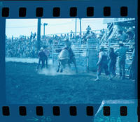 Bobby Steiner on White Lightning