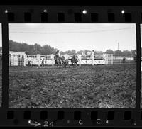 Ronnie Hilton Steer wrestling