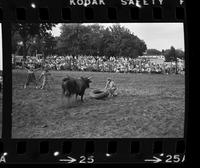 Unknown Rodeo clowns fighting Bull "El Rojo"