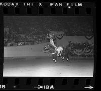 Trick riders including,Jeanette Pluncket, Kathy Garathouse, Christi Brown, & Dollie Beutler