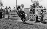 Unidentified rider on unknown Bull