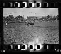Unknown Rodeo clowns Bull fighting with Alabama