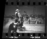 Unidentified Calf ropers