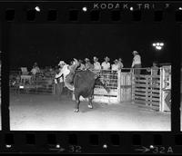 Buster Campbell on Bull #18