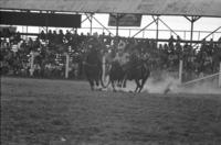 Tony Weise Steer wrestling