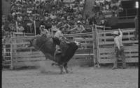 Jerry Miller on Bull #444