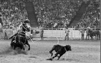 Mike Gould Calf roping