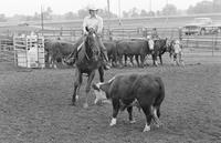 Unidentified rider in Quarter horse competition