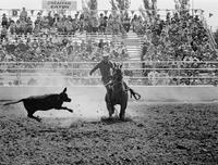 Chip Whitaker Calf roping