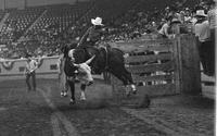 Bobby Berger on Bull #51