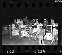 Bull in chute