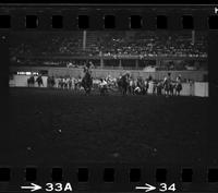 Wayne spencer Steer wrestling