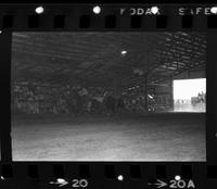 Unknown Steer wrestler