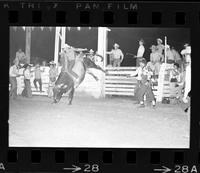 Curly Chamberlain on Bull #13