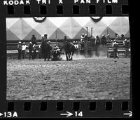 Mike Saltsman Steer wrestling