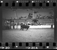 Clark Brothers Bull fighting with Bull #214