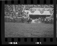 Larry Ferguson Steer wrestling