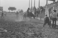 Monty Taylor on Bull #19