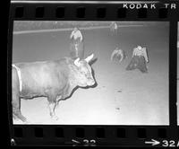Geo. Doak Bull fighting with Bull #500, "Texas Red"
