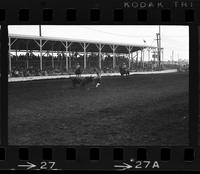 Unidentified Rodeo clowns Bull fighting