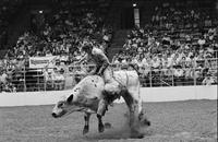 Spanky Browne on Bull #66