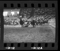 Perry Lee Steer wrestling