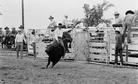 Unidentified rider on unknown Bull