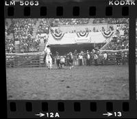 Stan Christian Steer wrestling