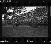 Don Douglas Calf roping, 10.2 Sec