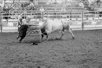 Unidentified Rodeo clowns Bull fighting