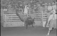 Marvin Gray on Bull #-D66