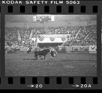 Unidentified Rodeo clown Bull fighting